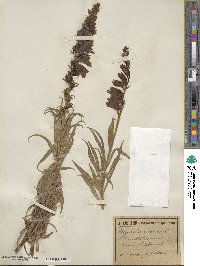 Digitalis obscura image