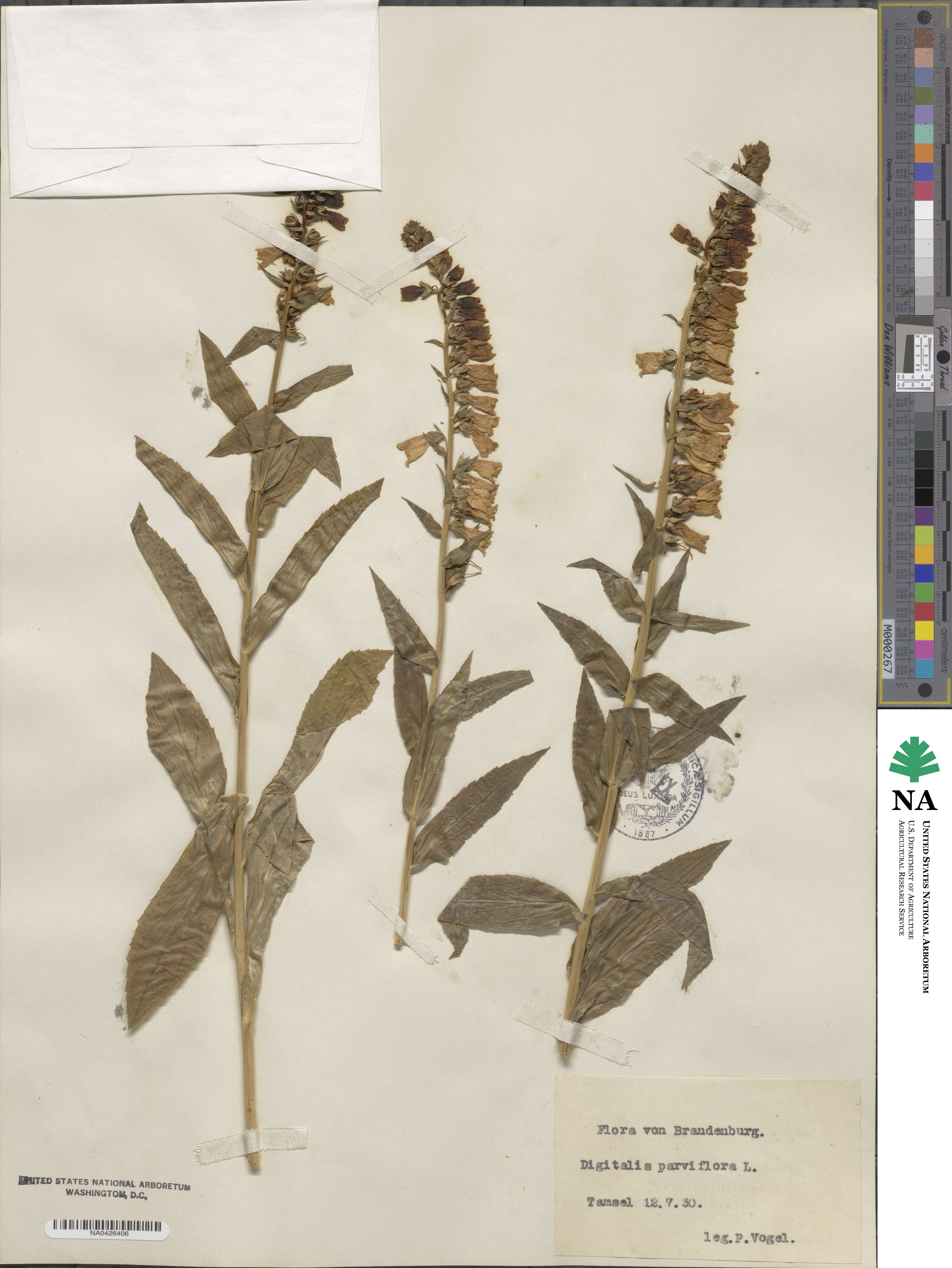 Digitalis parviflora image