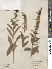 Digitalis parviflora image