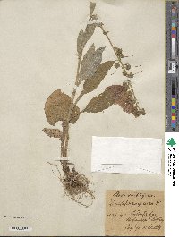 Digitalis purpurea image