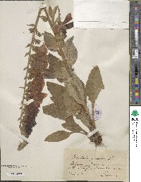 Digitalis purpurea image