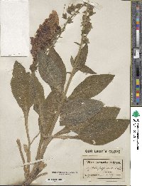 Digitalis purpurea image