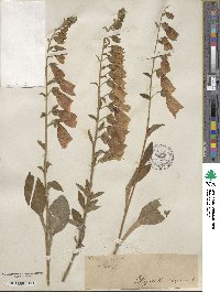 Digitalis purpurea image