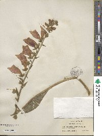 Digitalis purpurea image