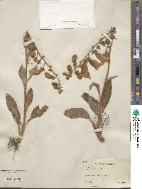 Digitalis purpurea image