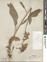 Digitalis purpurea image