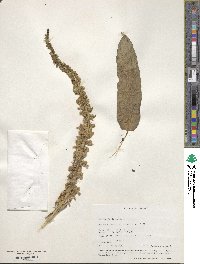 Digitalis ferruginea image