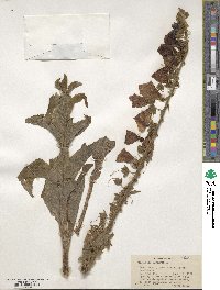 Digitalis purpurea image