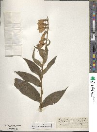 Digitalis × hybrida image