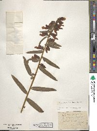 Digitalis ferruginea image