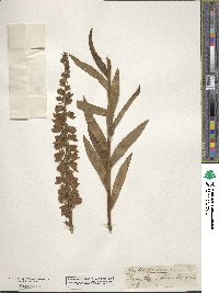 Digitalis ferruginea image