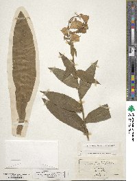 Digitalis grandiflora image