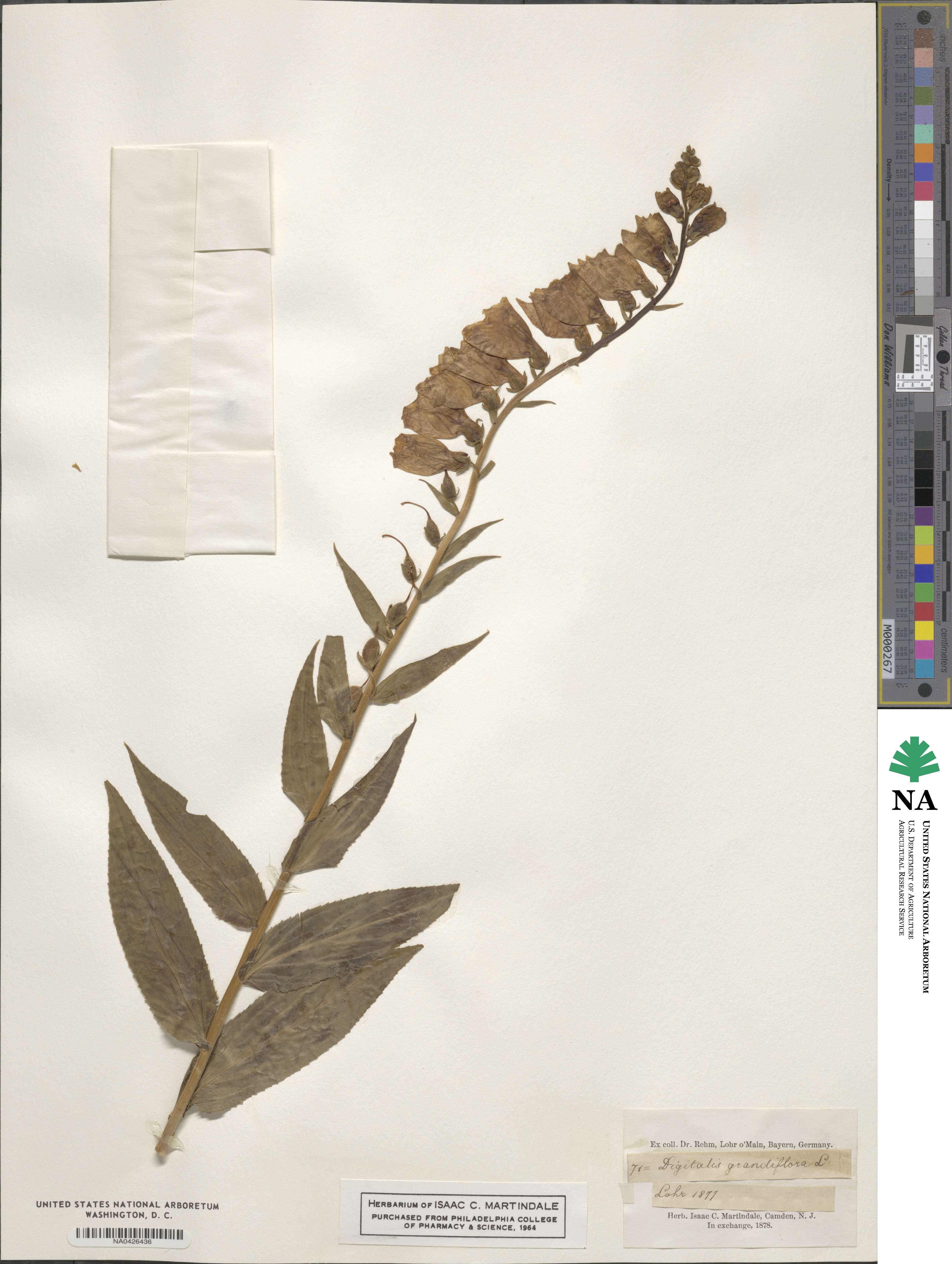 Digitalis grandiflora image