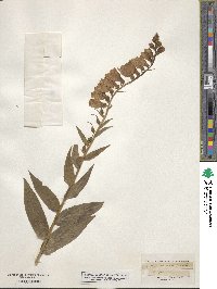 Digitalis grandiflora image