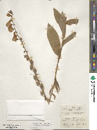 Digitalis grandiflora image