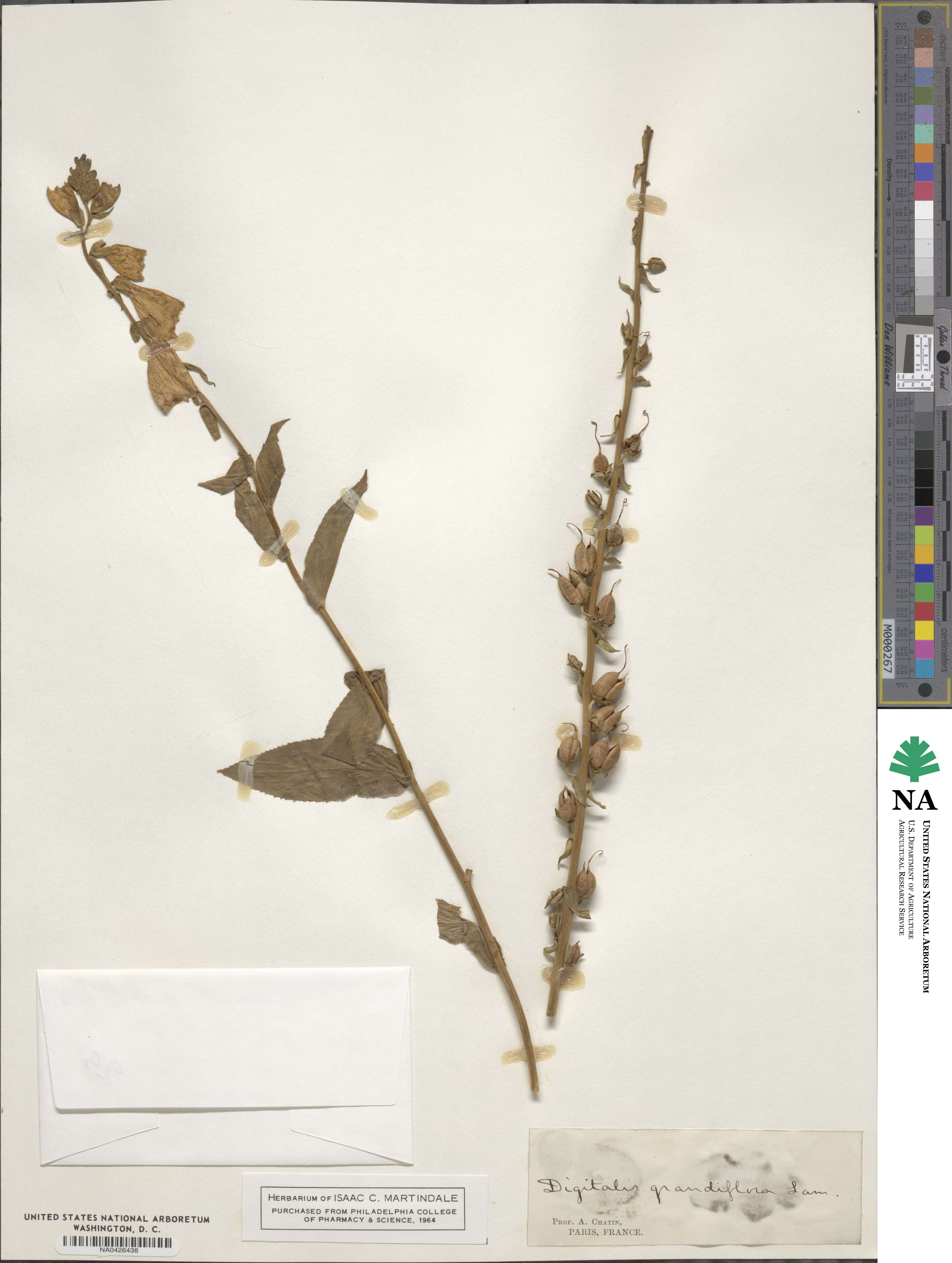 Digitalis grandiflora image