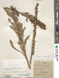 Digitalis lanata image