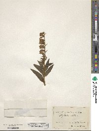 Digitalis lutea image