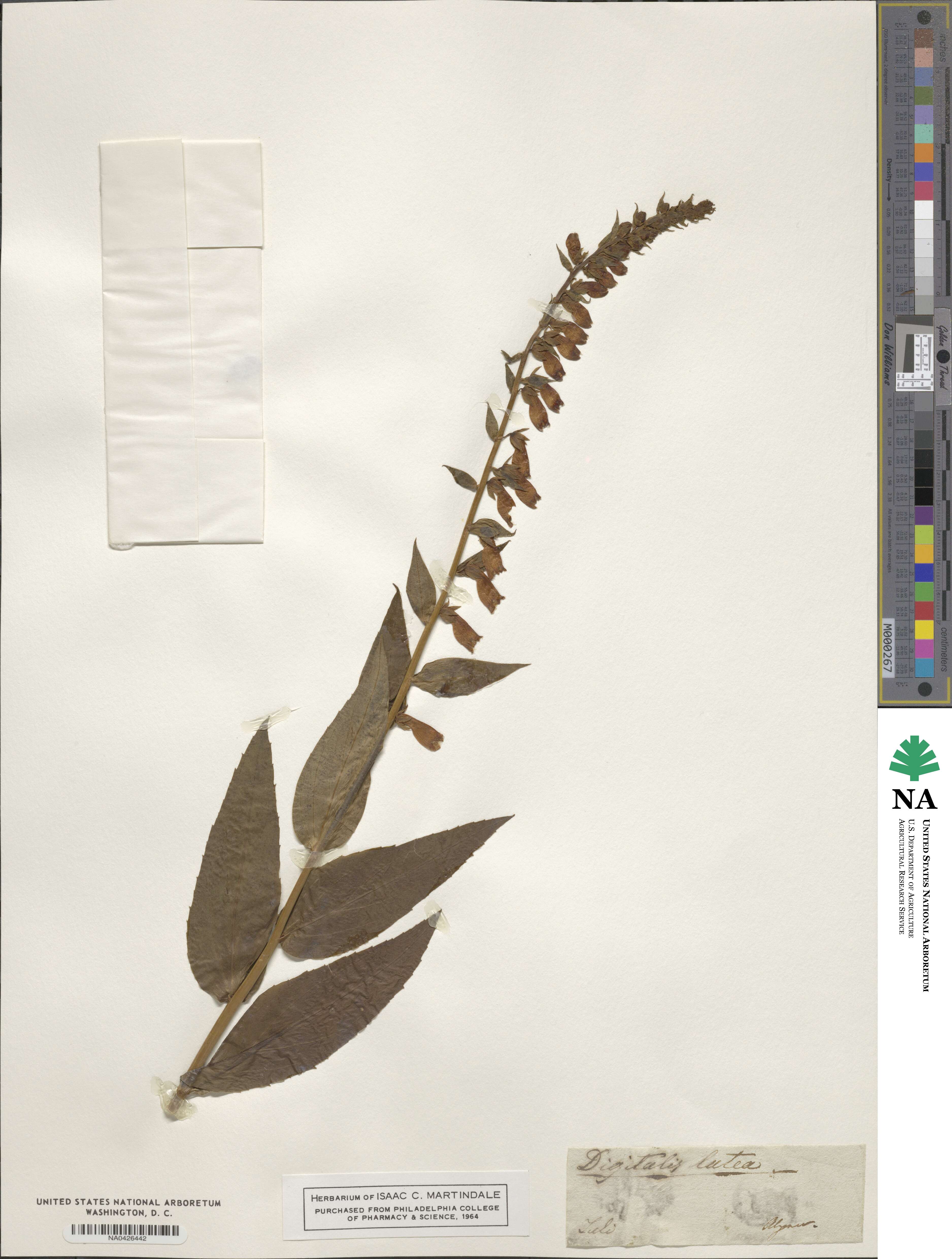 Digitalis lutea image