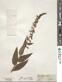 Digitalis lutea image