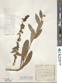 Digitalis lutea image