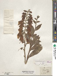 Digitalis purpurea image