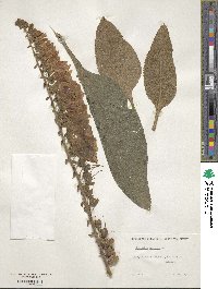 Digitalis purpurea image