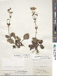 Image of Ourisia macrophylla