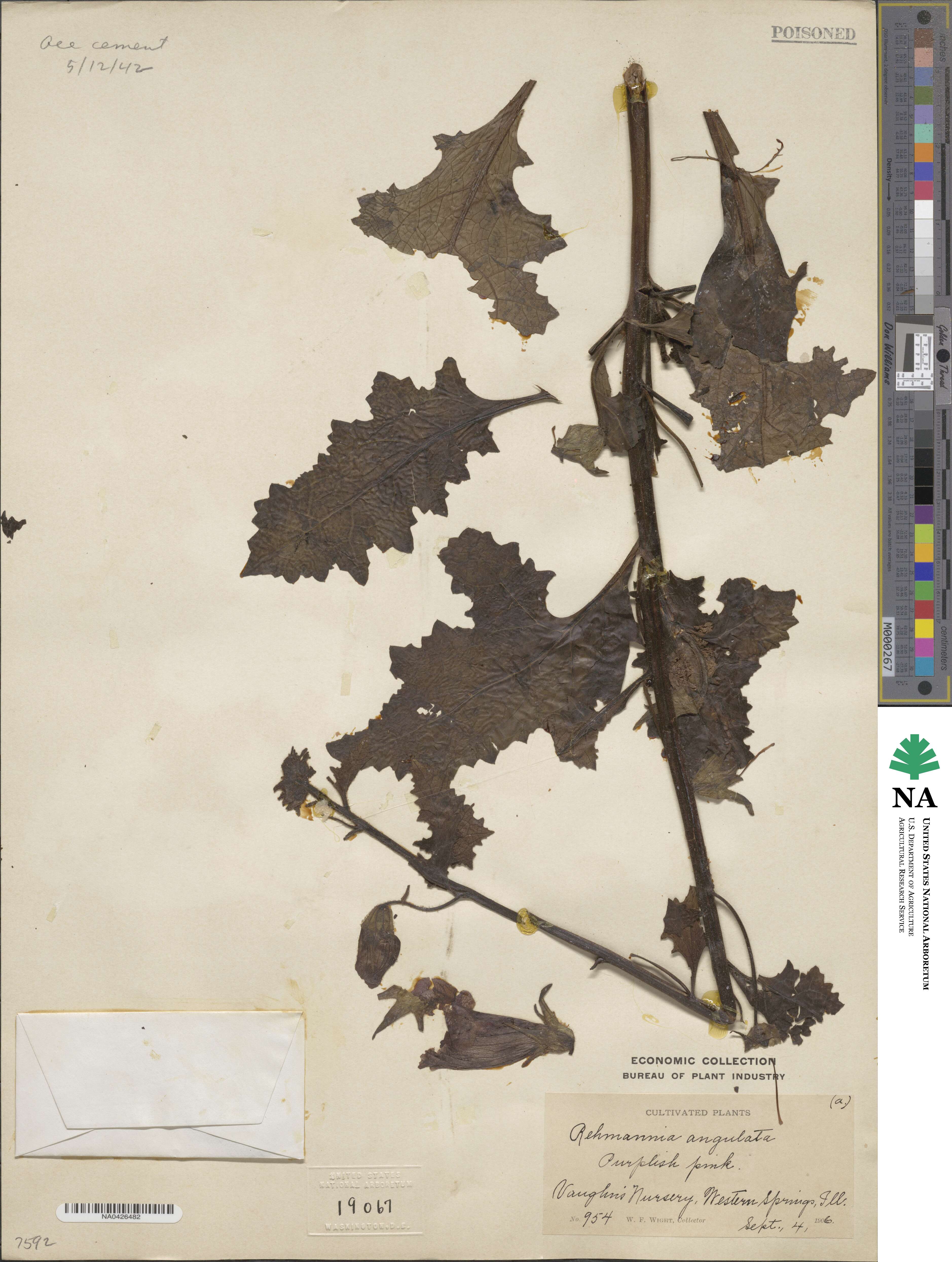 Rehmannia piasezkii image