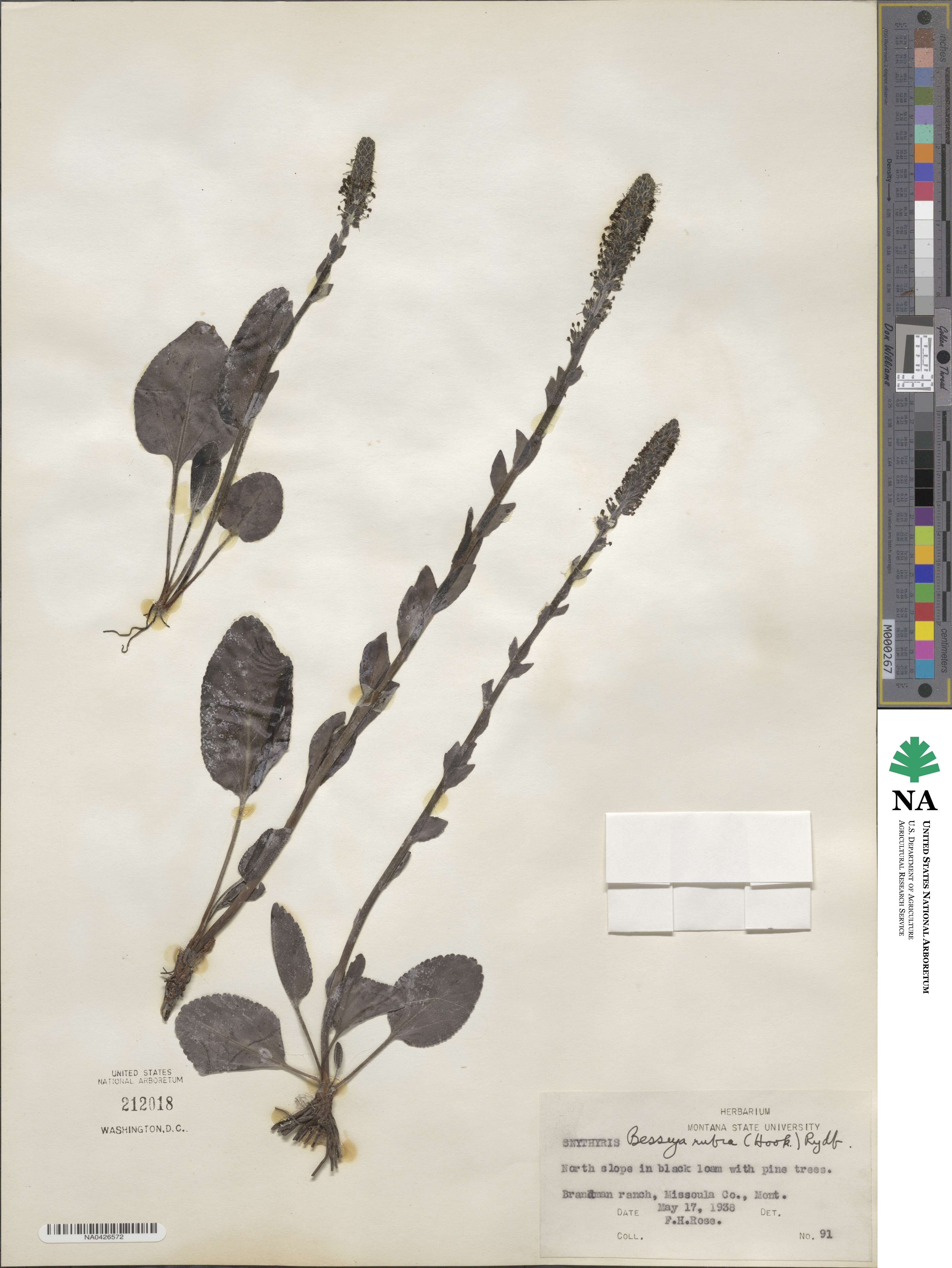 Synthyris rubra image