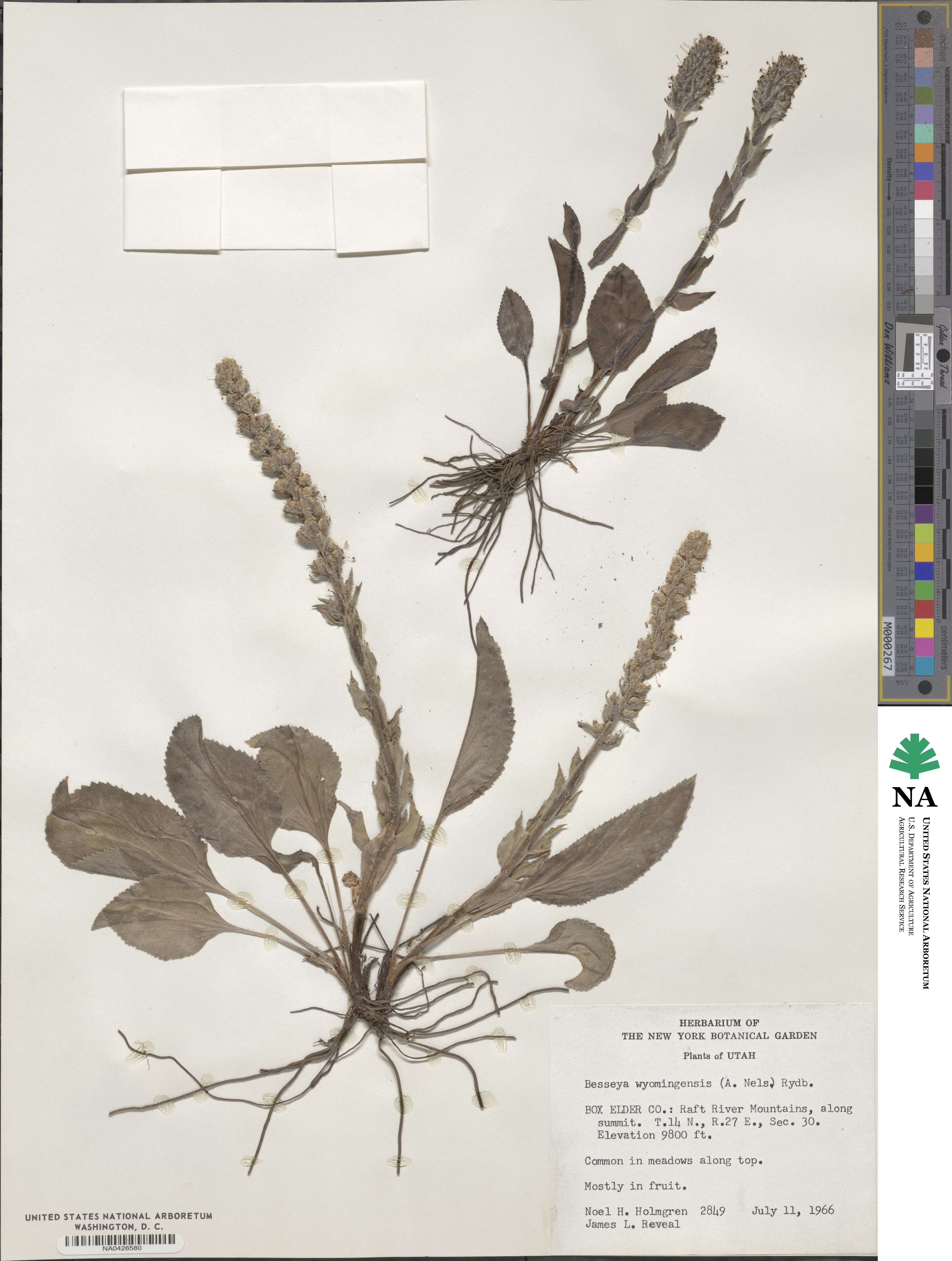 Synthyris wyomingensis image