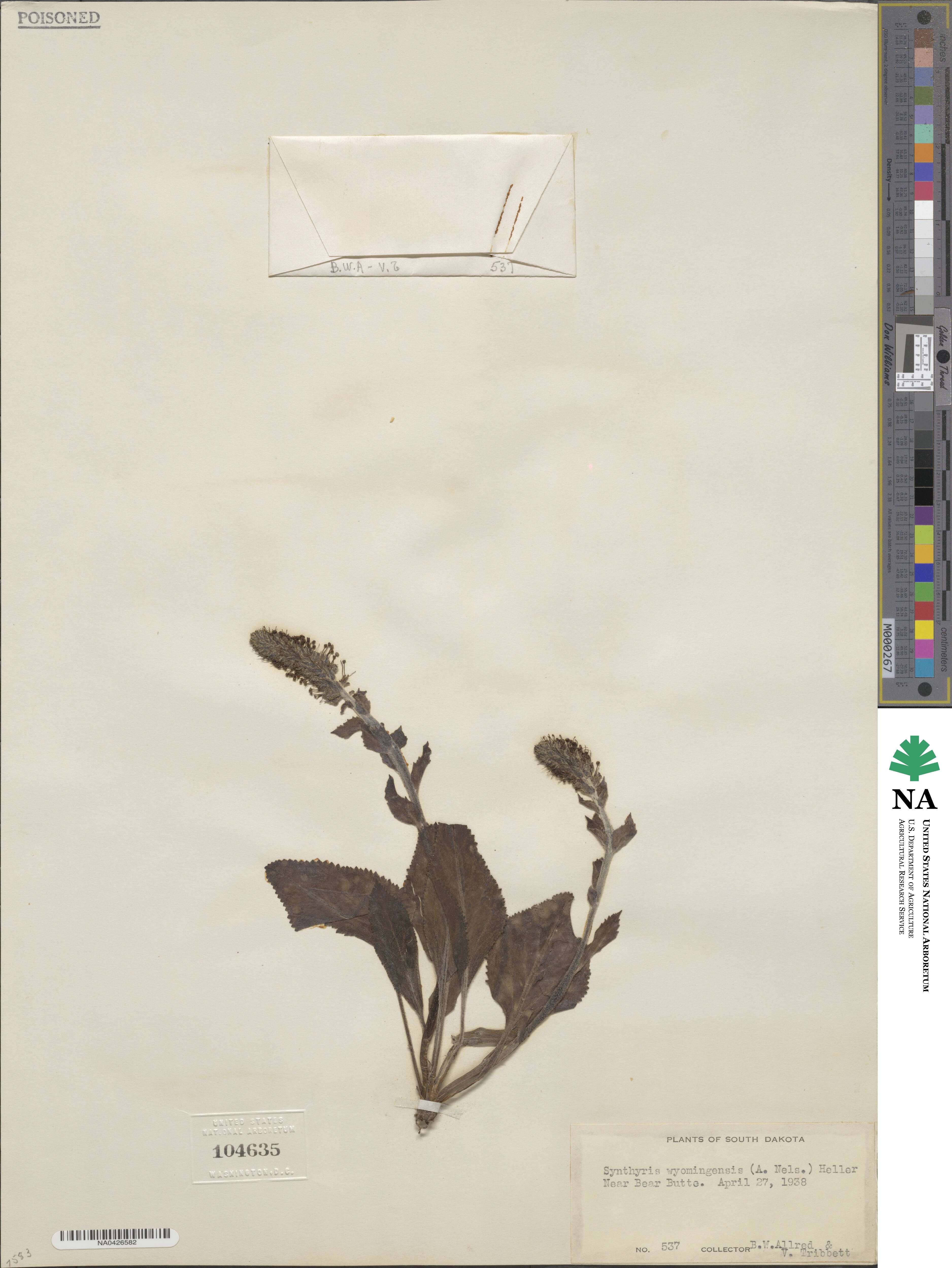 Synthyris wyomingensis image