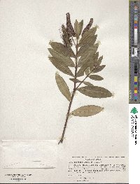 Veronica speciosa image