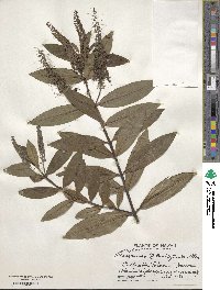 Veronica speciosa image