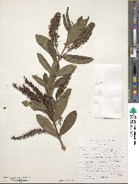 Veronica speciosa image