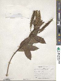 Veronica speciosa image