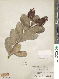 Veronica speciosa image