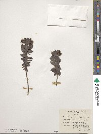 Veronica albicans image