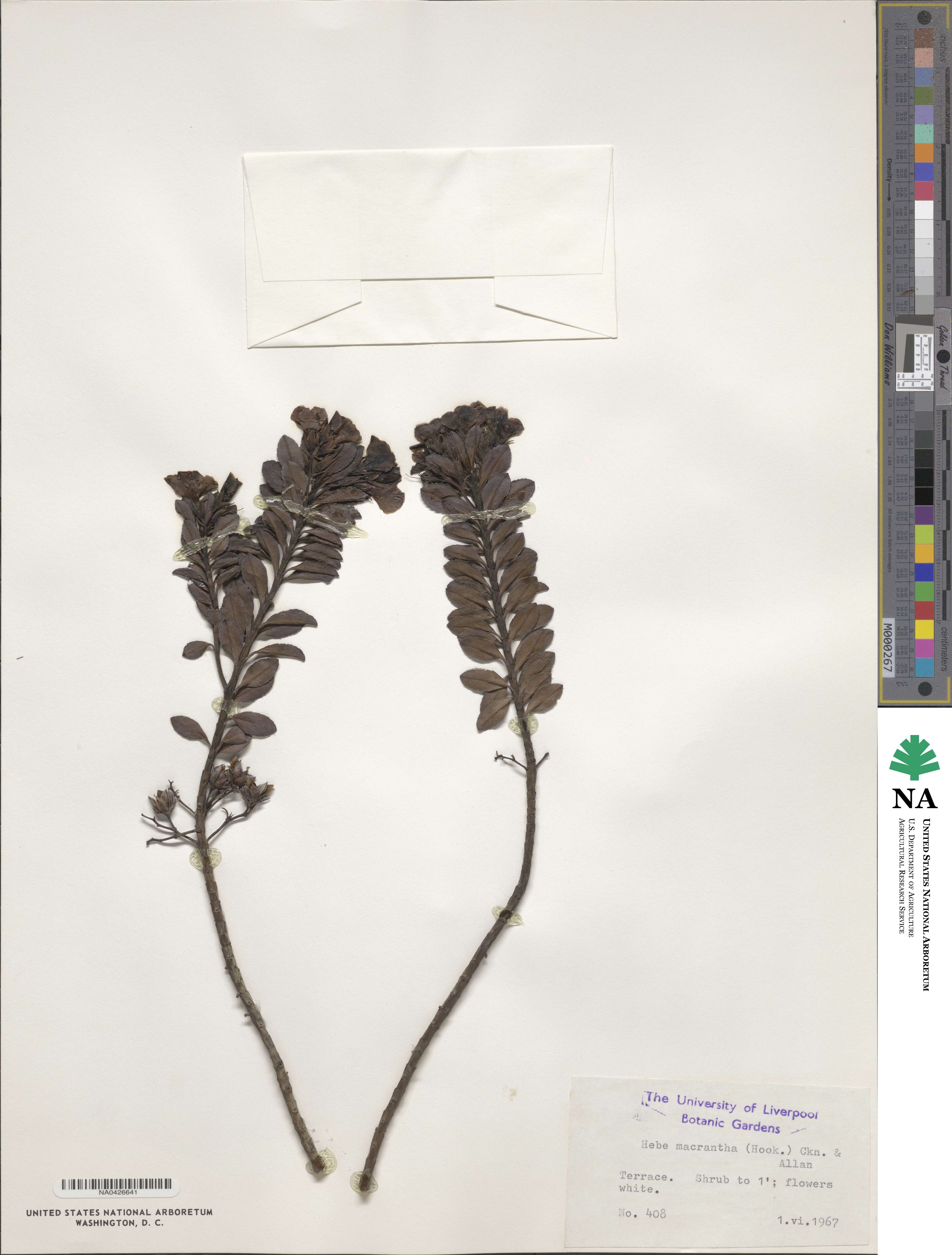 Veronica macrantha image