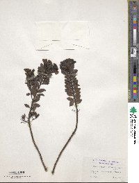 Veronica macrantha image