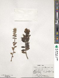 Veronica elliptica image