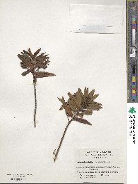 Veronica salicifolia image