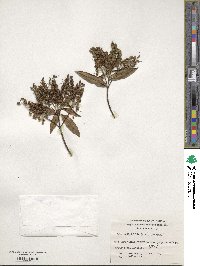 Veronica salicifolia image