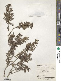 Image of Veronica diosmifolia