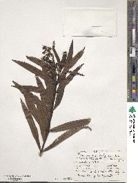 Veronica macrocarpa image