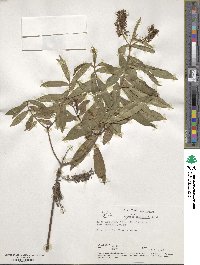 Veronica salicifolia image