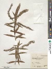 Veronica stricta image