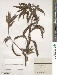 Veronica stricta image