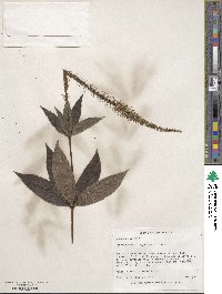 Veronicastrum virginicum image