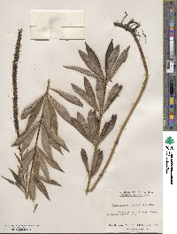 Veronicastrum virginicum image